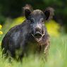 Misterius, Radioaktif Ditemukan di Tubuh Babi Hutan di Jerman