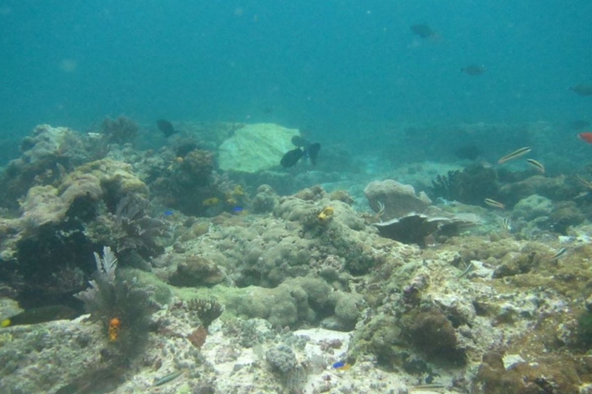 Terumbu karang yang rusak karena kapal Inggris Caledonian Sky terjebak di perairan dangkal Raja Ampat.