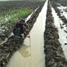 Berkat Optimasi Lahan Rawa, Lahan Pertanian di Tulang Bawang Minim Banjir
