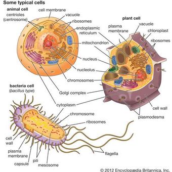 Perbandingan bentuk dan organel sel hewan, tumbuhan, dan bakteri