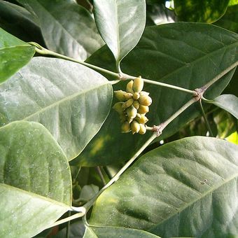 Gnetum gnemon, salah satu spesies dari filum gnetonidae