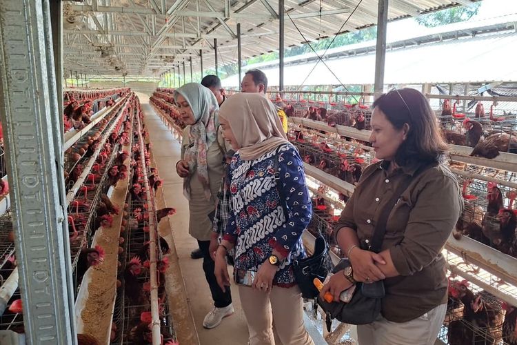 Banyak Warga Mengeluh Bau dan Gatal-gatal, DDLH Ngawi Ungkap Alasan Izin Peternakan Ayam Tetap Terbit