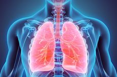 Fungsi Paru-paru dan Cara Menjaga Kesehatannya