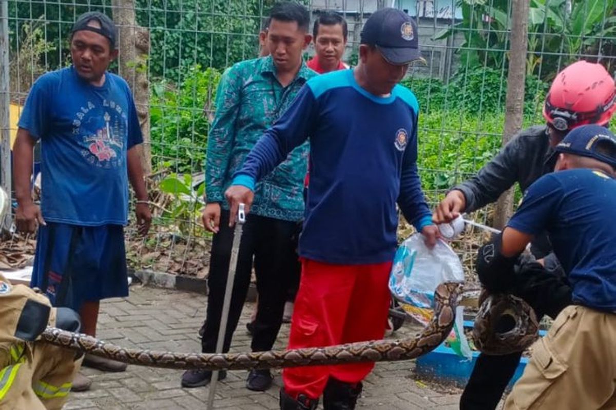 Damkar Surabaya saat evakuasi ular di halaman sekolah, Selasa (9/12/2025).