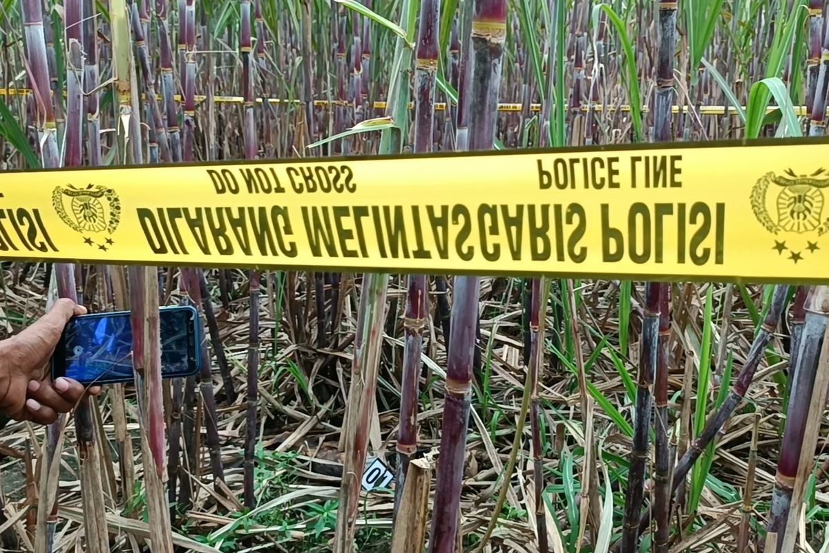 Kerangka manusia ditemukan warga di tengah kebun tebu, di kawasan Desa Sukoraharjo, Kecamatan Kepanjen, Kabupaten Malang, Kamis (5/1/2023).