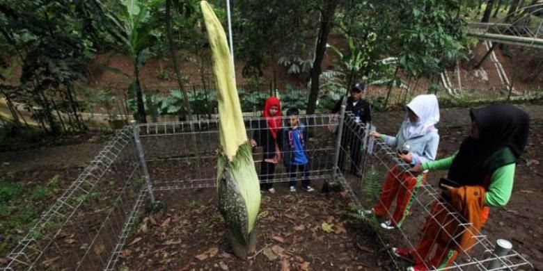 Pengunjung menyaksikan bunga bangkai raksasa yang masih kuncup di Taman Hutan Raya Ir H Djuanda, Bandung, Rabu (11/2). Bunga dengan nama latin amorphophallus titanum yang berasal dari Cagar Alam Taba Pananjung, Bengkulu ini akan mekar selama 48 jam. Diperkirakan, dalam waktu dekat sudah mekar. 