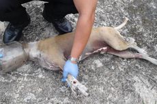 Tim Penyelamat Satwa Liar Bebaskan Anjing Sekarat dari Jeratan Stoples Plastik