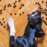 8 Penyebab Anjing Mogok Makan