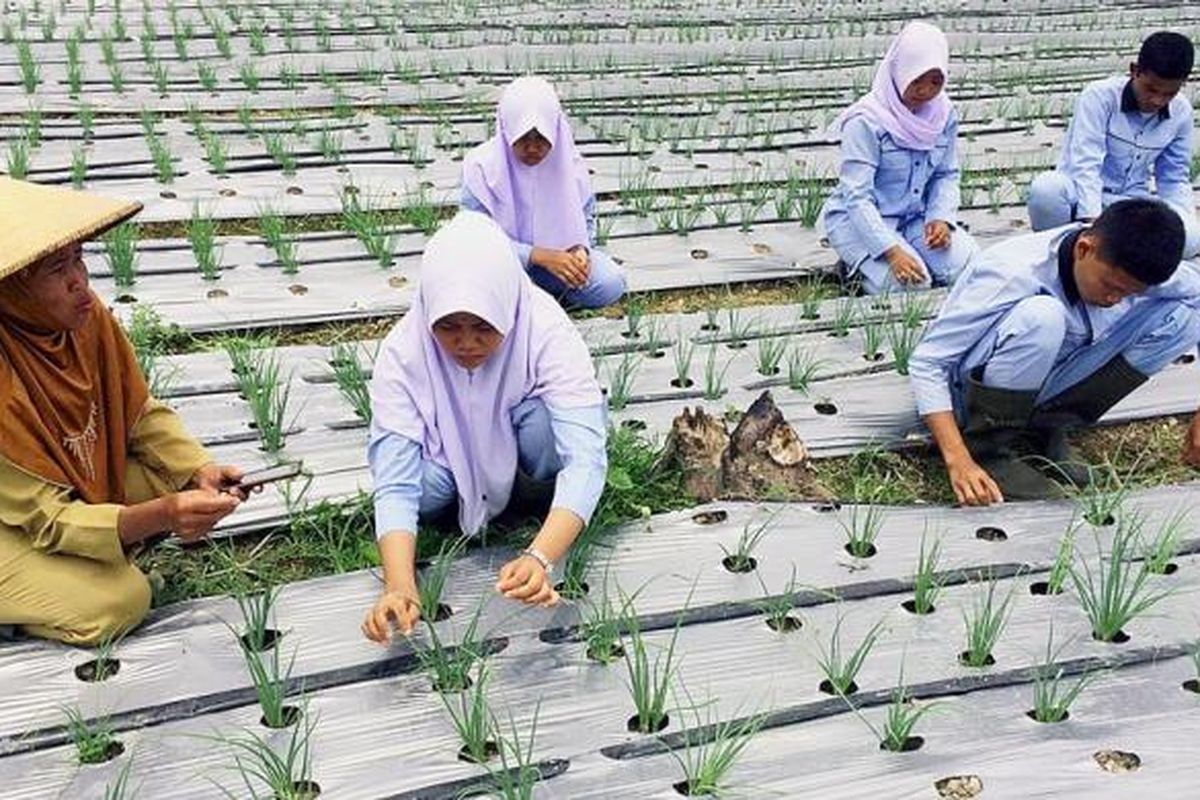 Calon petani dan penyuluh pertanian di Sekolah Menengah Kejuruan Pertanian Pembangunan, Kabupaten Batanghari, Jambi, Senin (10/10/2016), praktik di lapangan menanam bawang.