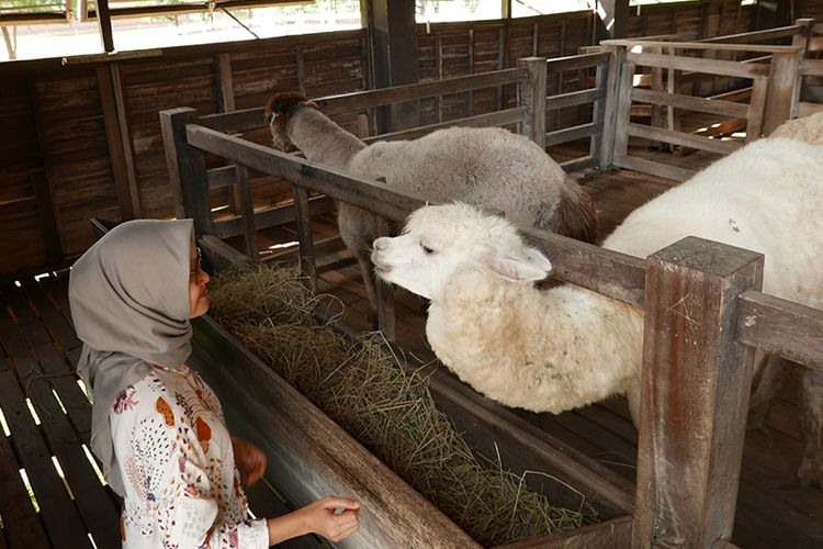 Anda bisa memberi makan alpaca di sini.