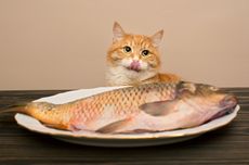 Jangan Biarkan Kucing Makan Ikan Mentah, Bisa Berisiko