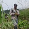 BKSDA Giring Puluhan Gajah Liar ke Luar Perkebunan Aceh Utara