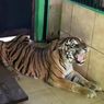 Harimau Sumatera Tertua di Taman Rimbo Jambi Mati, Begini Kronologinya