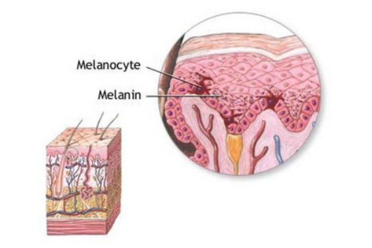 Melanosit, Sel pada Jaringan Ikat yang Menghasilkan Melanin