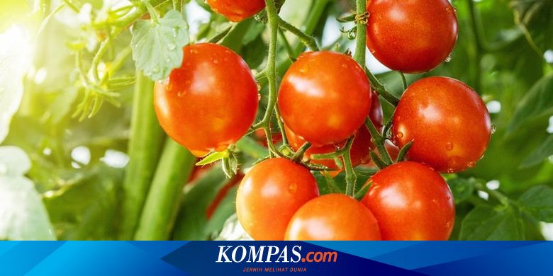 Cara Menanam Tomat agar Hasilkan Buah yang Besar