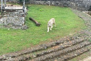 Pramono Akui Harimau Kurus di Ragunan Miliknya: Selama Ini Saya Ikut Beri Makan