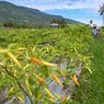 Warga Sulawesi Selatan Diminta Mulai Tanam Cabai Sendiri, Ada Apa?