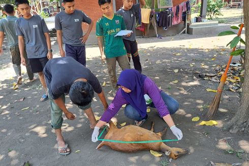 Peluru Ditemukan di Tubuh Satwa yang Mati Diburu di TN Bali Barat