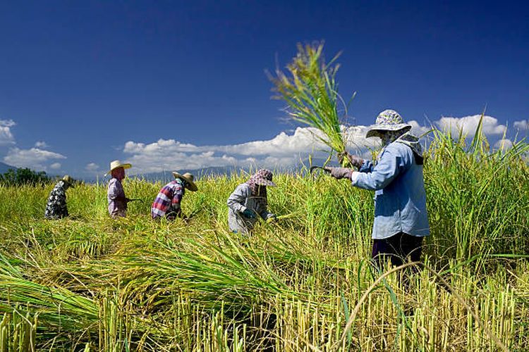 Ilustrasi tradisi panen padi.