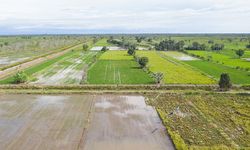 Dinas TPHP Kalteng Sebut Food Estate Bantu Tumbuhkan Indeks Pertanian dan Ekonomi Petani