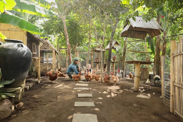 Memberi makan ayam dan mengumpulkan telur di Mini Farm Padma Resort Legian. 