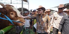 Populasi Sapi Kediri Tembus 216.000 Ekor, Mas Dhito Bidik Predikat Kontes Ternak Terbaik se-Jatim