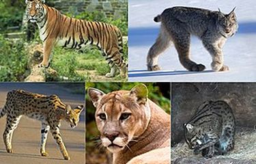 Beberapa hewan anggota keluarga Felidae