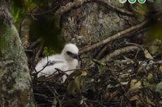 Menelusuri Jejak "Burung Garuda” di Gunung Gede Pangrango