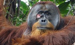 Bak Manusia, Orangutan Dapat Manfaatkan Tanaman sebagai Obat