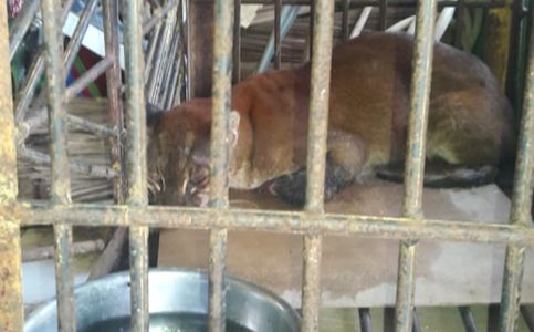 Golden Cat Gets Tangled Up in Wild Boar Trap in Indonesia’s West Sumatra