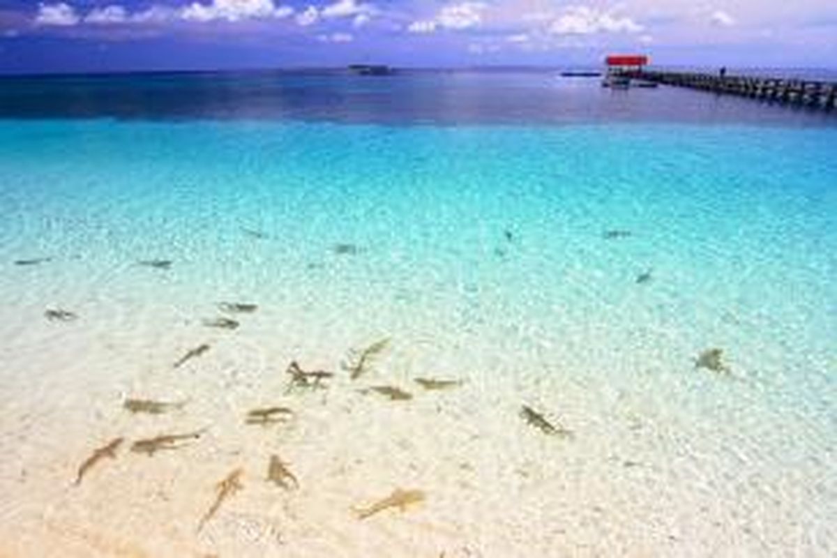 Hiu-hiu kecil di pinggir pantai Pulau Tinabo yang terletak di Taman Nasional Taka Bonerate, Kepulauan Selayar, Sulawesi Selatan.