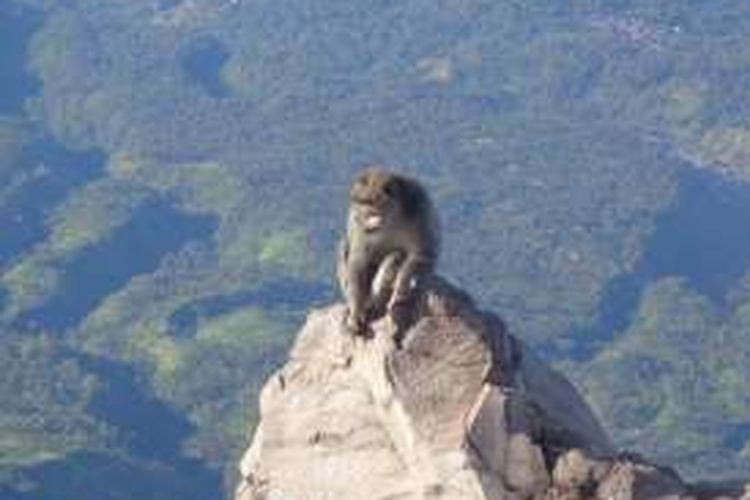 Monyet di puncak Gunung Agung