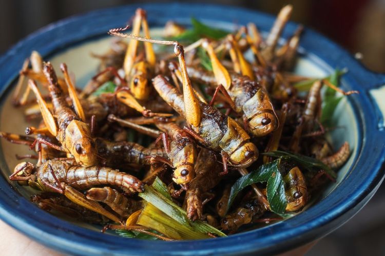 Serangga, Sumber Protein Berkelanjutan untuk Ketahanan Pangan