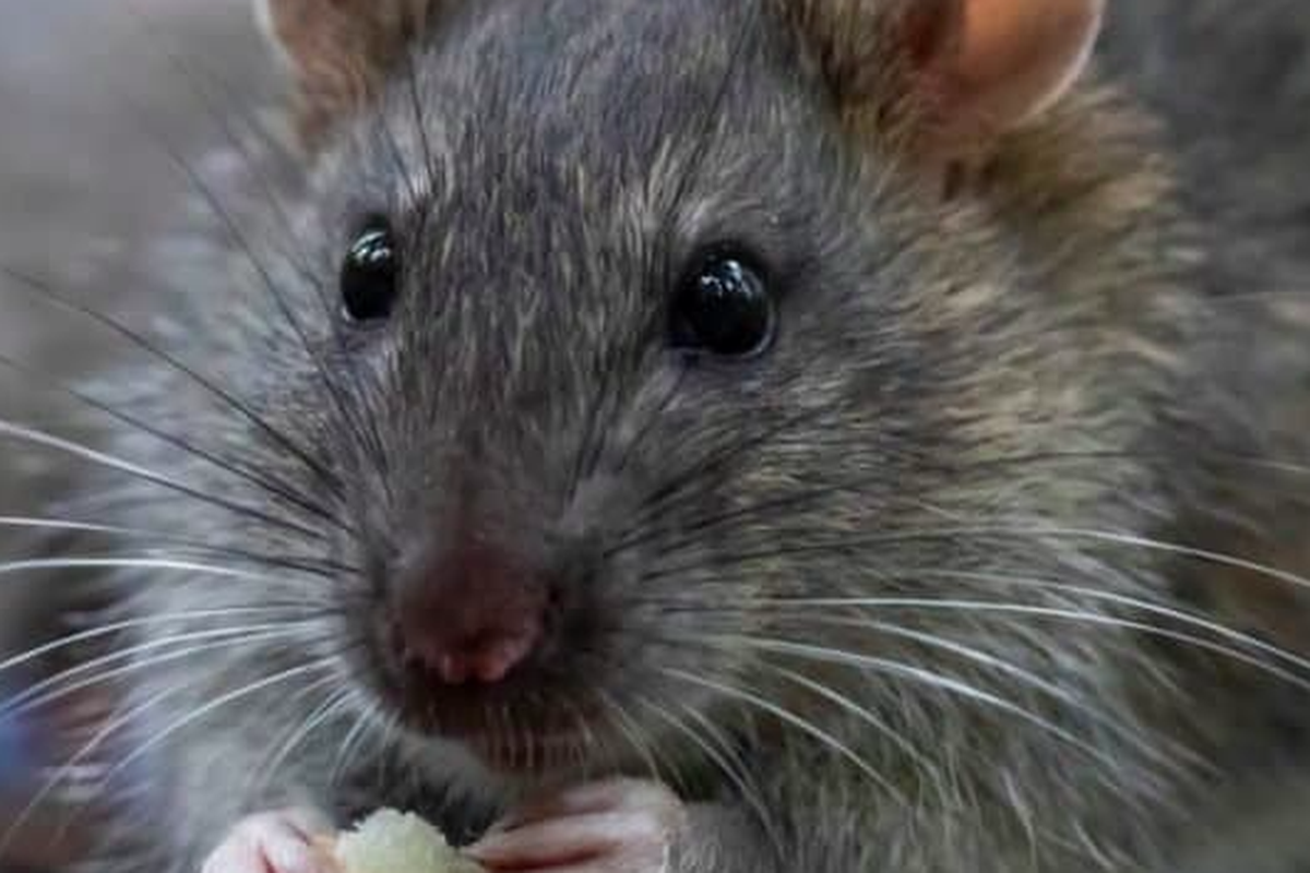 Tikus, salah satu hama tanaman padi