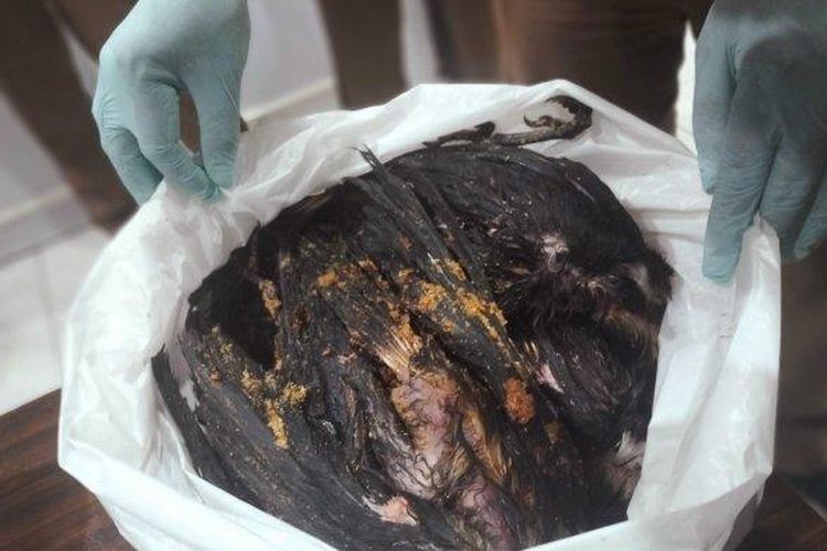 Barang bukti gagak hitam mati akibat perdagangan ilegal di Surabaya 