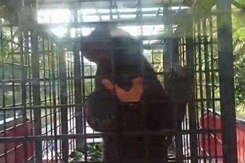 Masuk Permukiman dan Makan Ternak, 2 Ekor Beruang Madu Berhasil Dievakuasi BBKSDA Riau