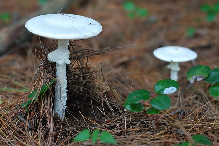 Destroying Angels adalah spesies jamur dari genus Amanita, jamur dengan ciri warna putih yang menyelimuti seluruh bagian. Jamur beracun ini sangat umum di Amerika Utara, salah satu jenisnya Amanita bisporigera.