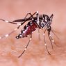 Chikungunya dan DBD Merebak di Salatiga, Puluhan Orang Terjangkit