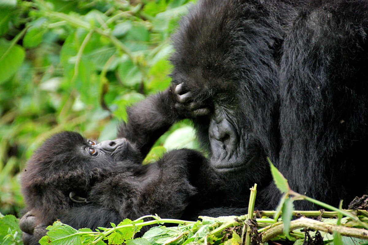 Gorila pegunungan (Gorilla beringei beringei)