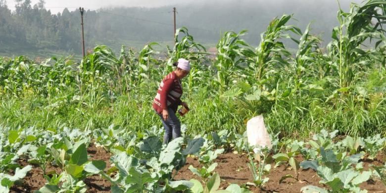 YLKI Setuju Rokok Naik, sebab Petani Tembakau dan Buruh Rokok Lebih Banyak Jadi 'Korban'