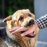 Tanda-tanda Rabies yang Harus Diwaspadai Setelah Digigit Anjing