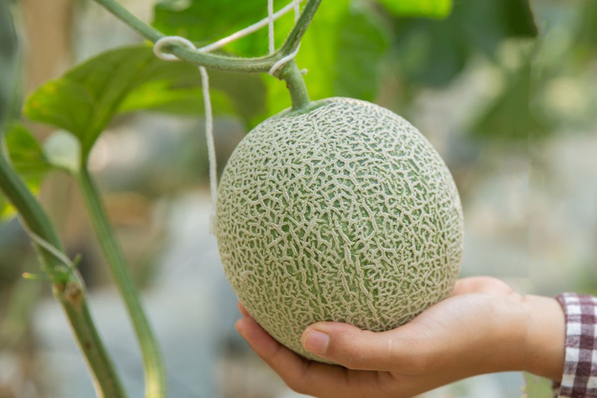 Ilustrasi buah melon hidroponik