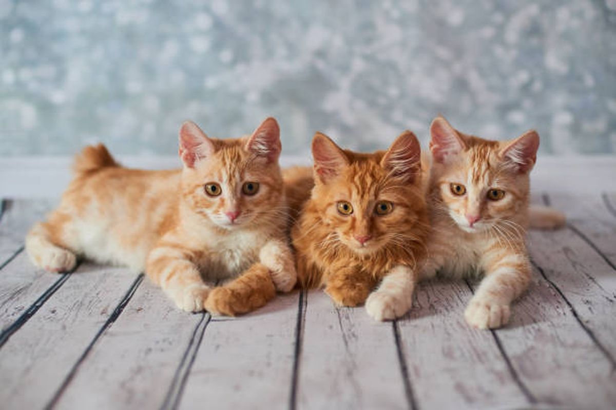 Mengenal ras kucing American Bobtail.