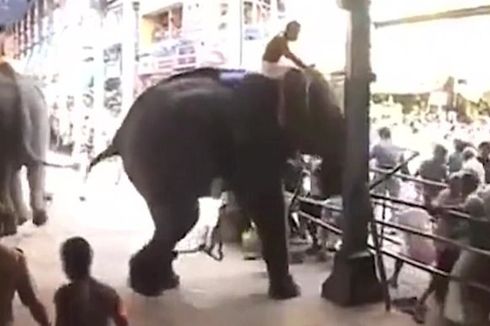 Gajah Mengamuk dalam Festival Keagamaan di India, 1 Tewas