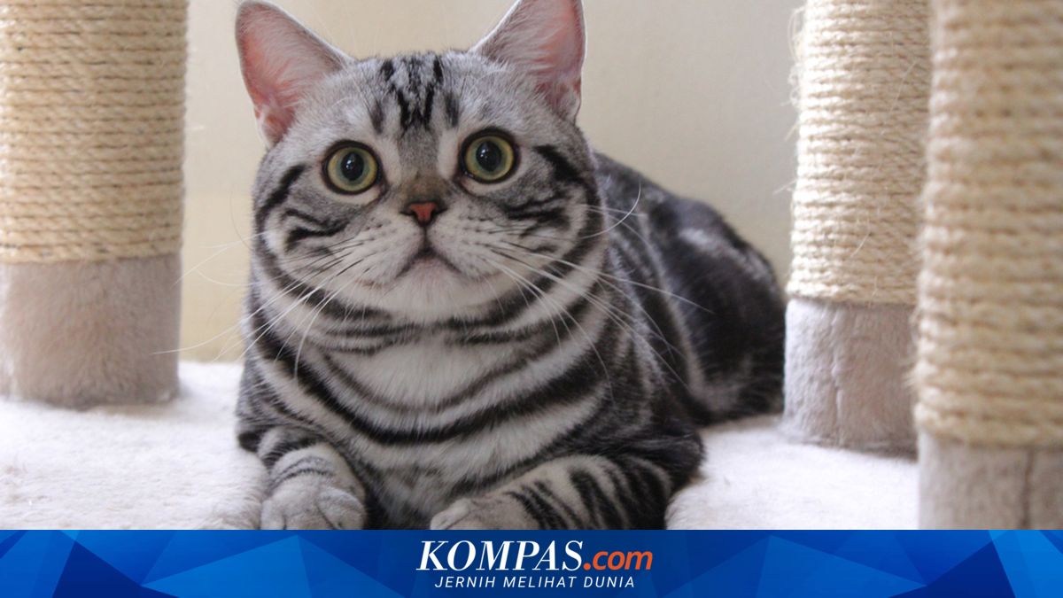 Wajib Tahu, Ini Pertolongan Pertama Kucing Keracunan