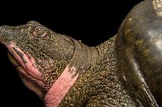 Hanya 3 Kura-kura Tempurung Lunak Yangtze yang Tersisa di Dunia