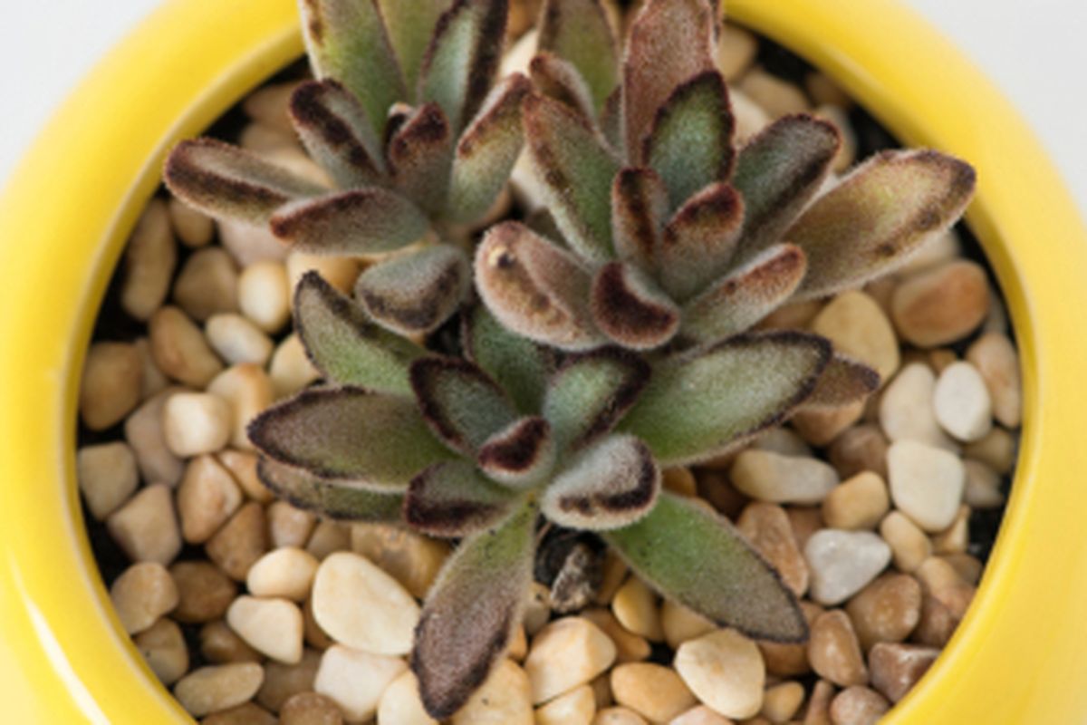 Ilustrasi tanaman menggunakan media tanam kerikil