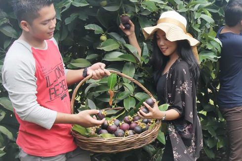 Manggis Asal Bali Didorong untuk Tingkatkan Ekspor ke China