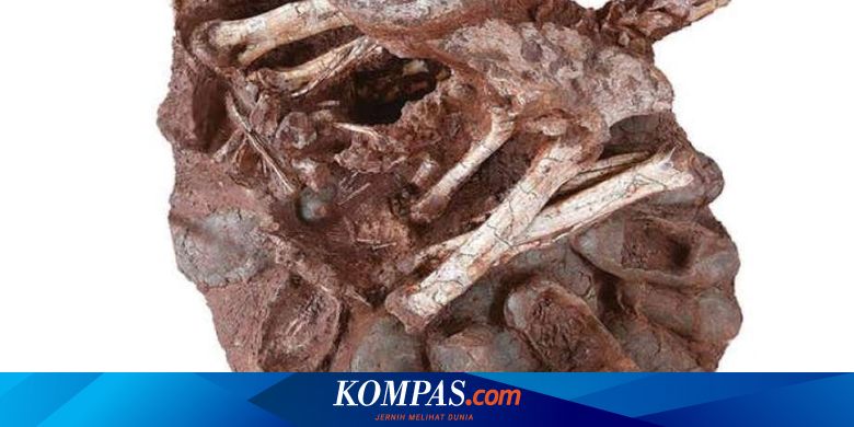Seperti Burung, Dinosaurus Ternyata juga Mengerami Telurnya