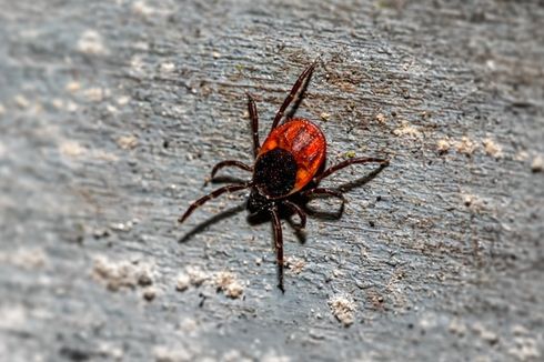 Hati-hati, Kutu Busuk Sering Bersembunyi di Tempat Tak Terduga Ini 